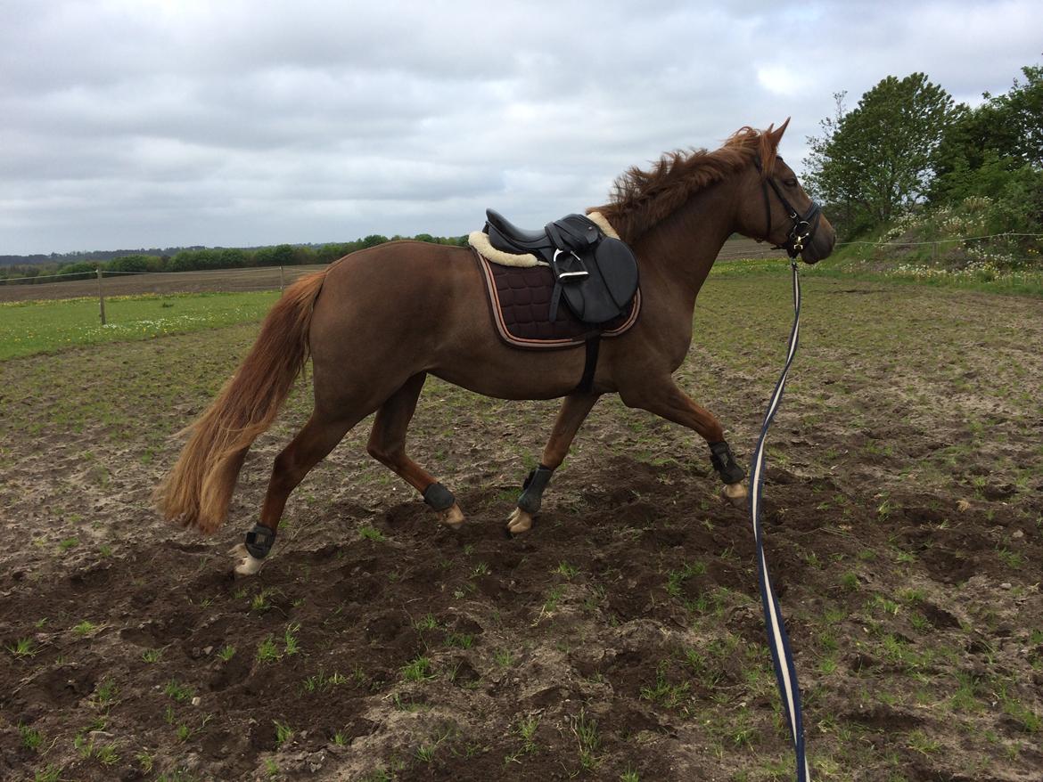 Anden særlig race Lillefix Ever uniqe solgt  billede 12