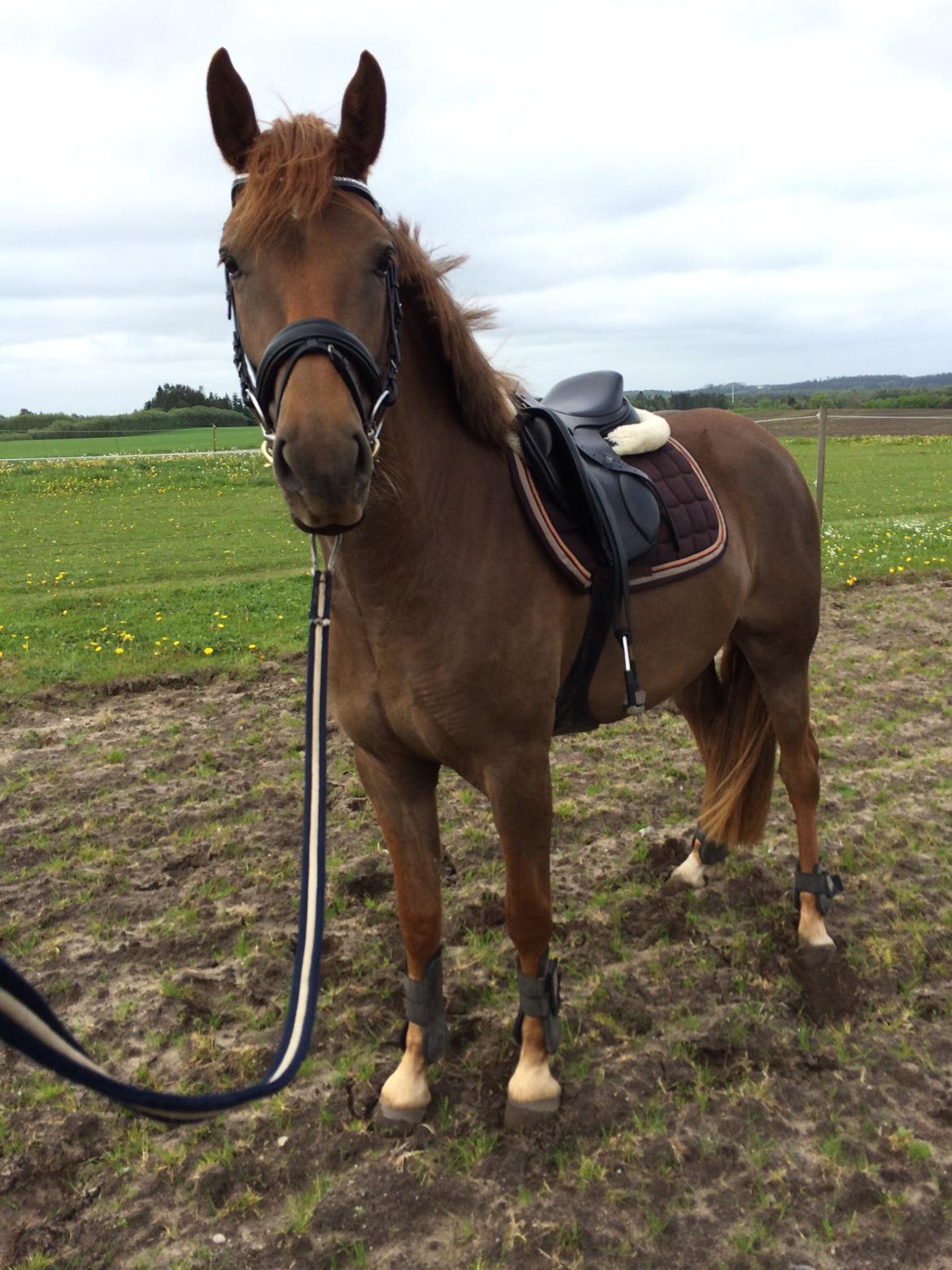 Anden særlig race Lillefix Ever uniqe solgt  billede 11