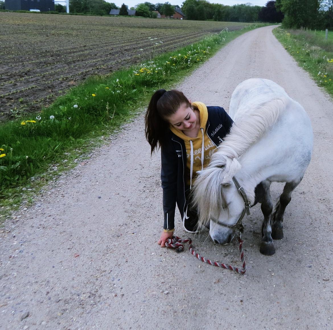 Shetlænder Broagergaard´s Cirkeline (Conny) - <3 billede 18