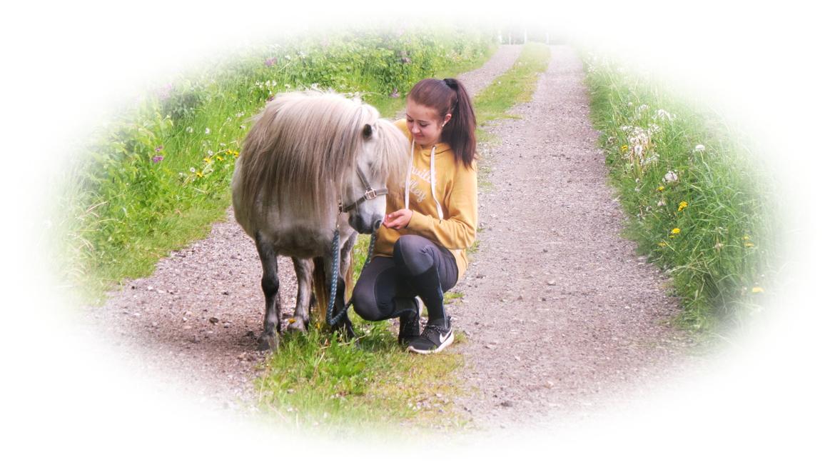 Shetlænder Broagergaard´s Cirkeline (Conny) billede 1