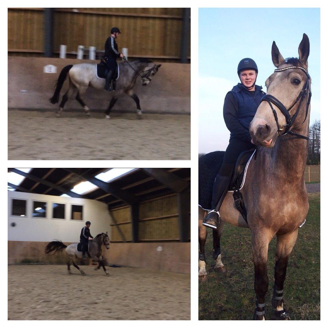 Hollandsk Varmblod Money Quest billede 21