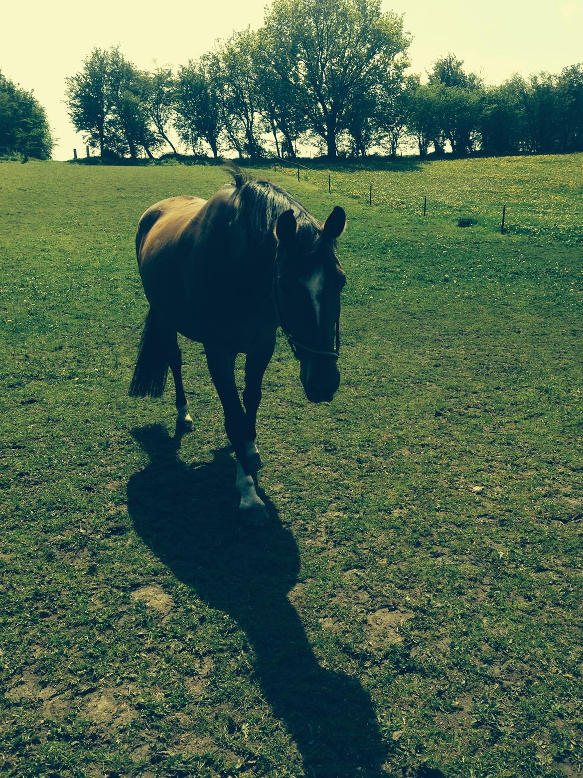 Dansk Varmblod Egely's Calib billede 6