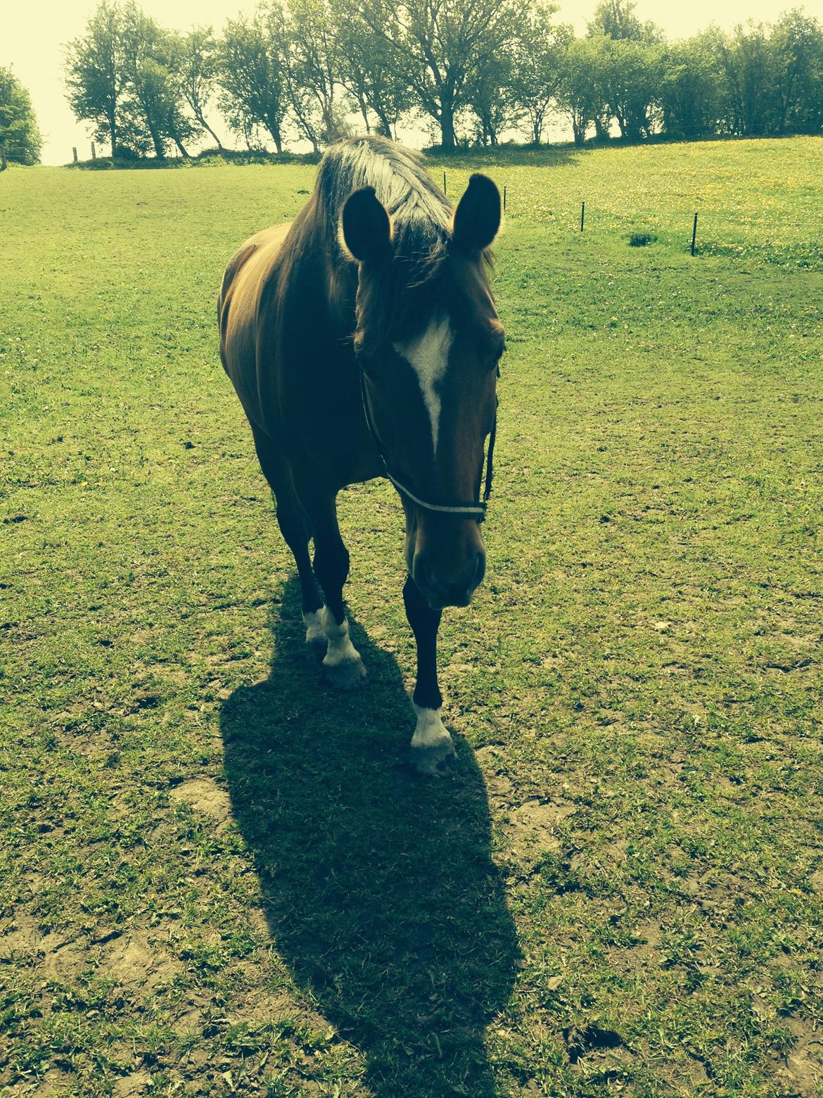 Dansk Varmblod Egely's Calib billede 7