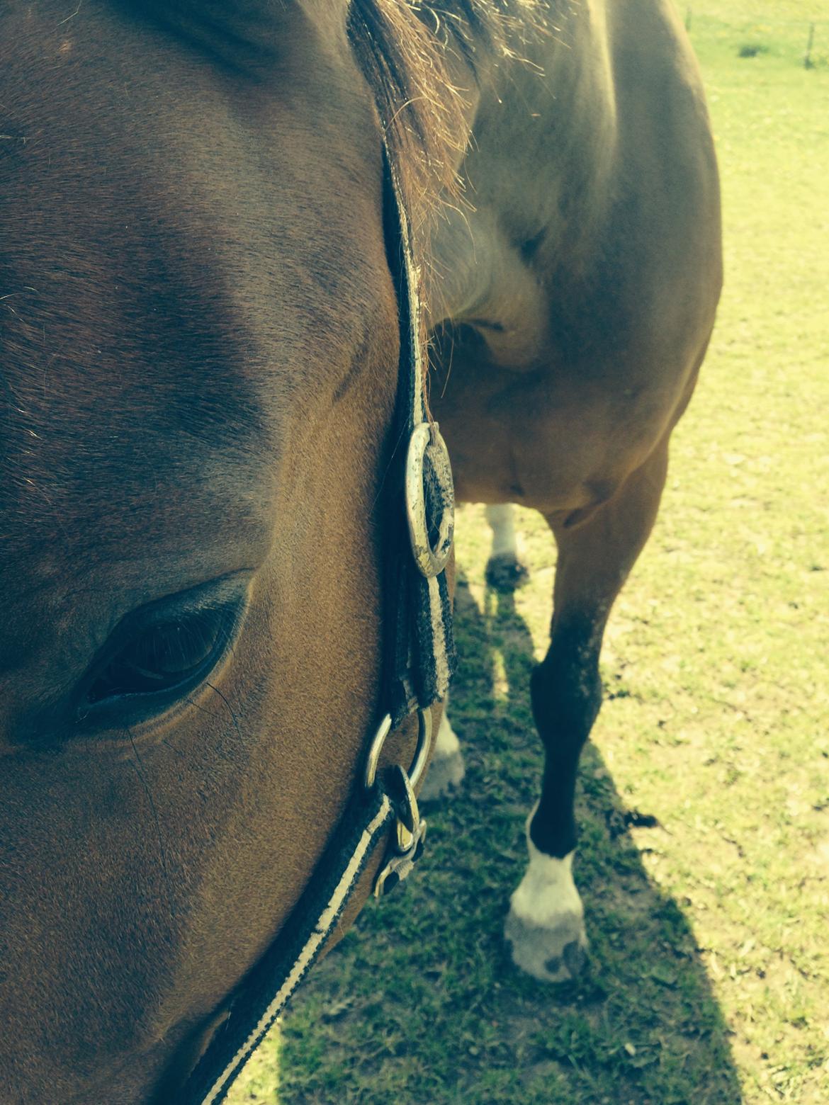 Dansk Varmblod Egely's Calib billede 8