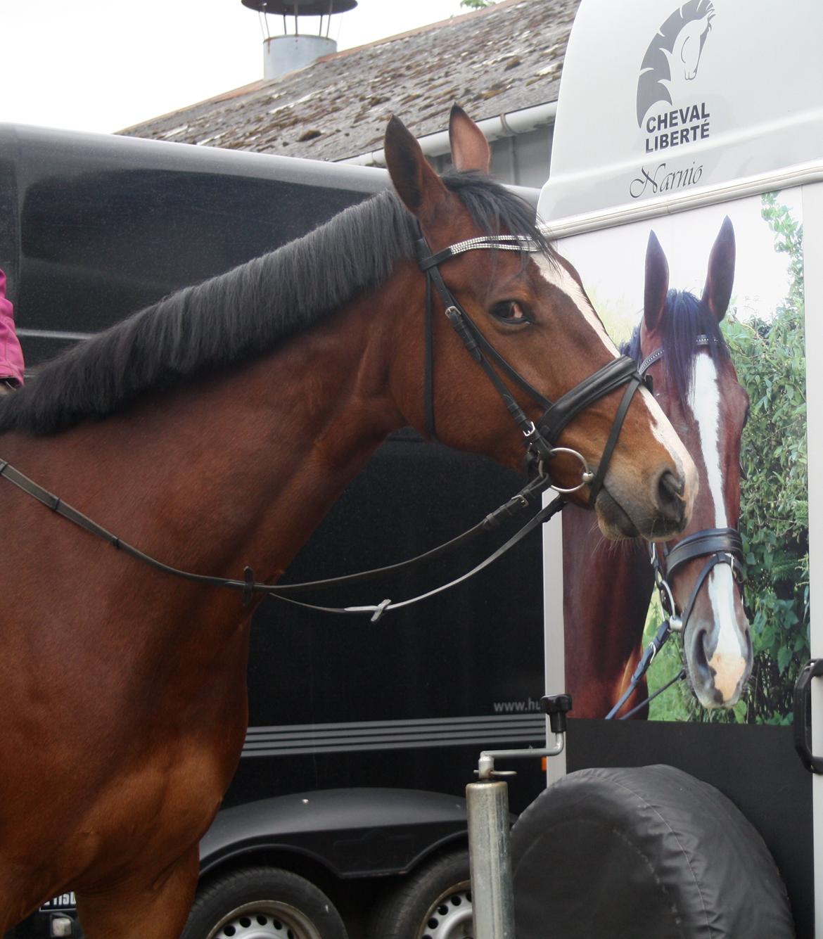 Oldenborg Narnio Roi billede 5