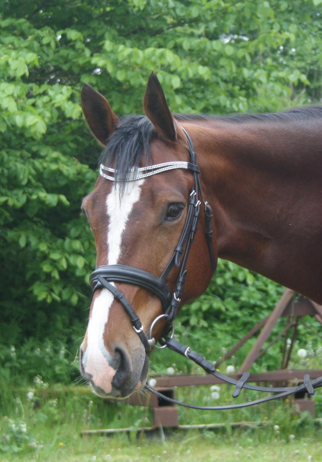 Oldenborg Narnio Roi billede 40