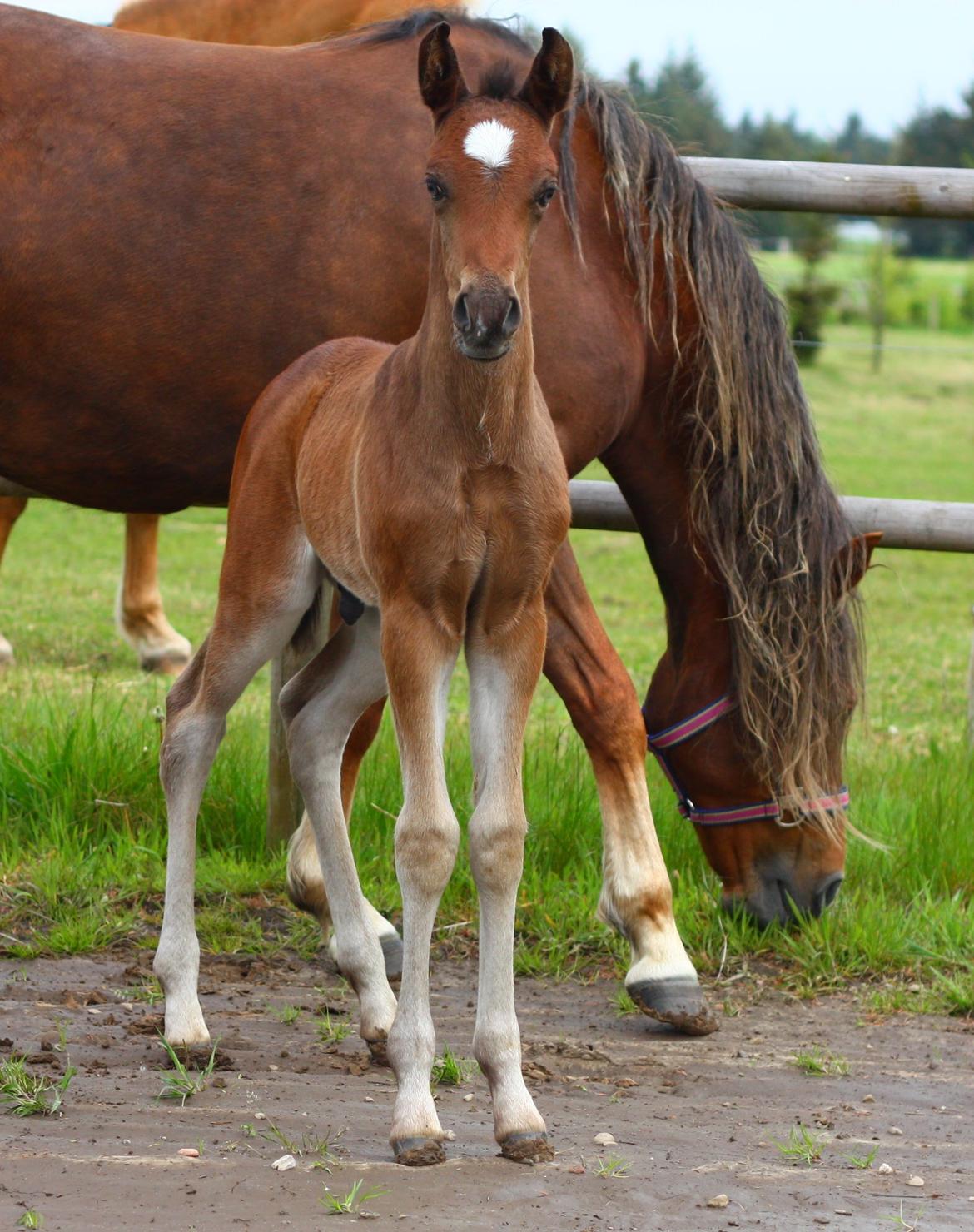 New Forest Calandias Avatar billede 2