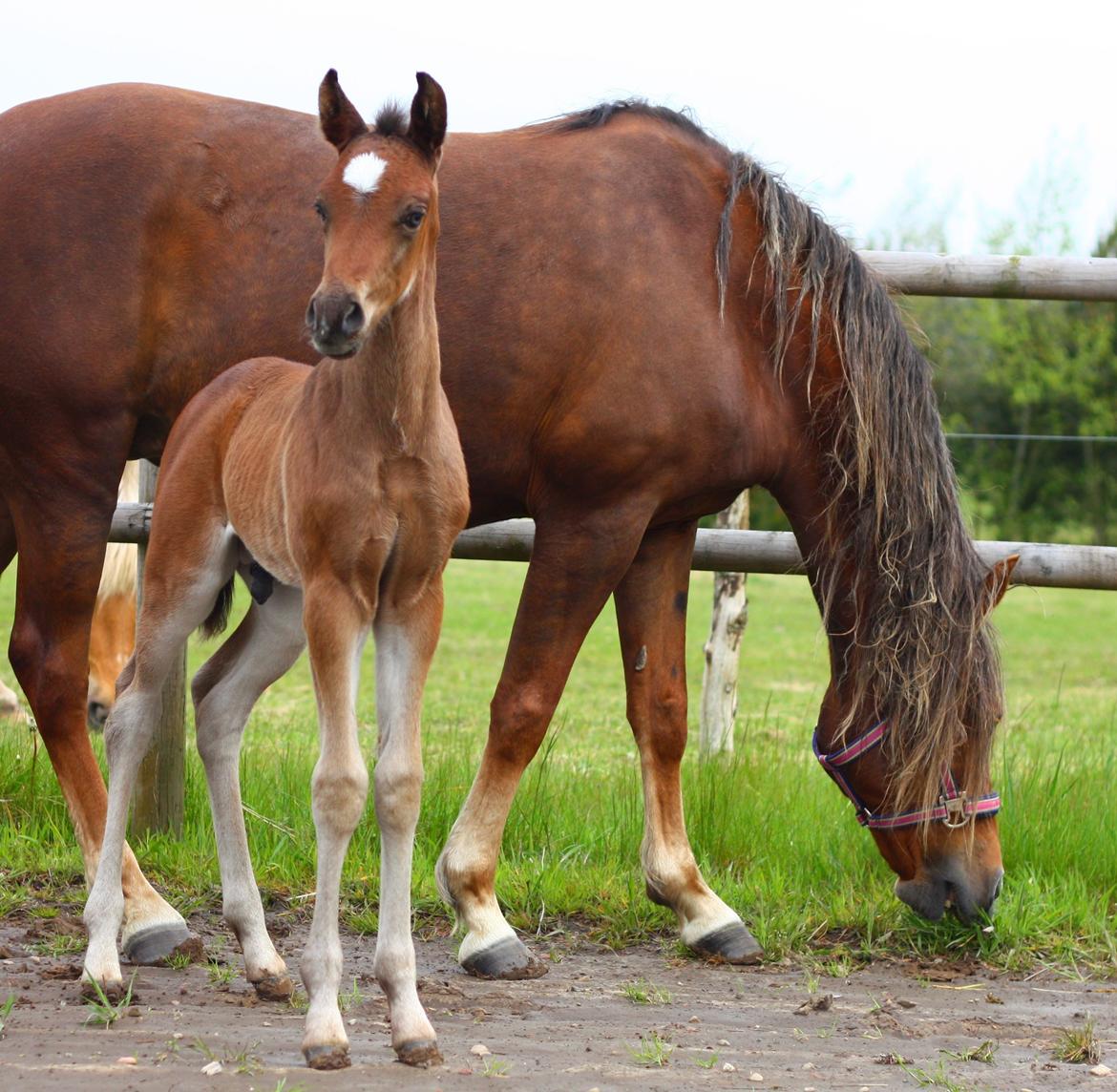 New Forest Calandias Avatar billede 18