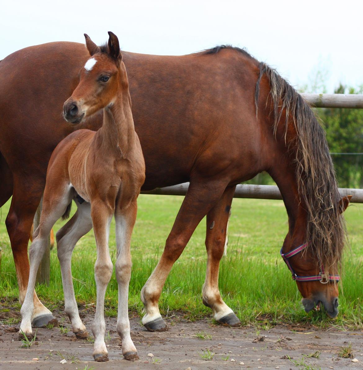 New Forest Calandias Avatar billede 15