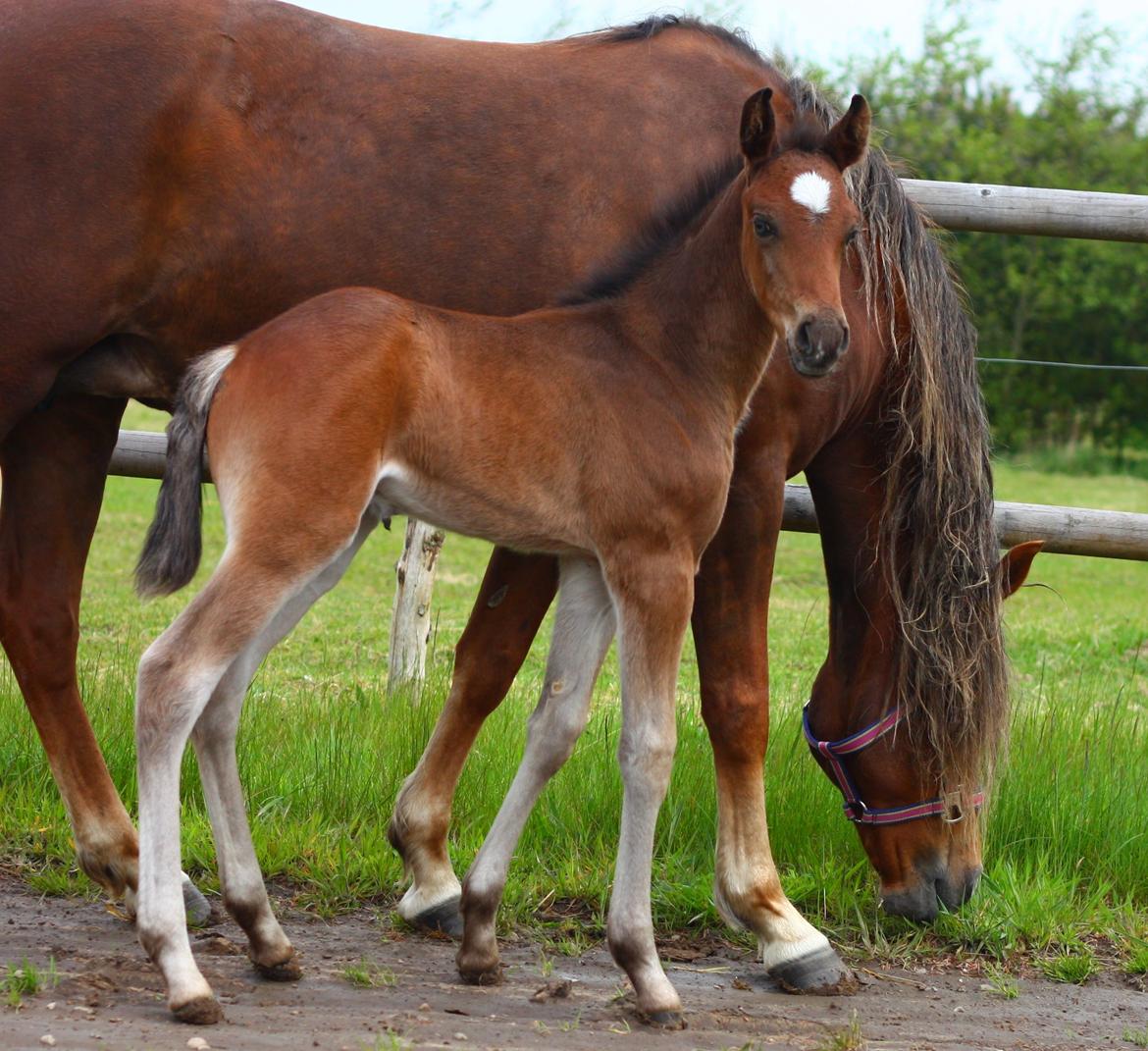 New Forest Calandias Avatar billede 7