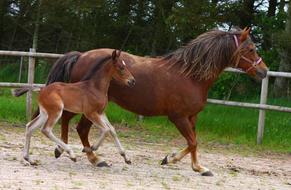 New Forest Calandias Avatar billede 10