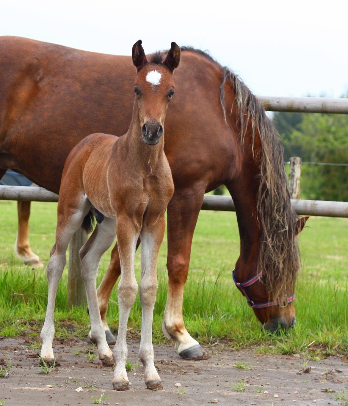 New Forest Calandias Avatar billede 12