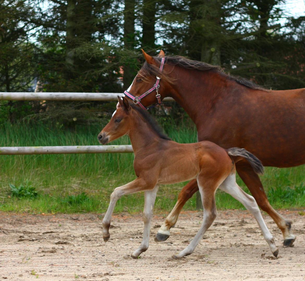 New Forest Calandias Avatar billede 8