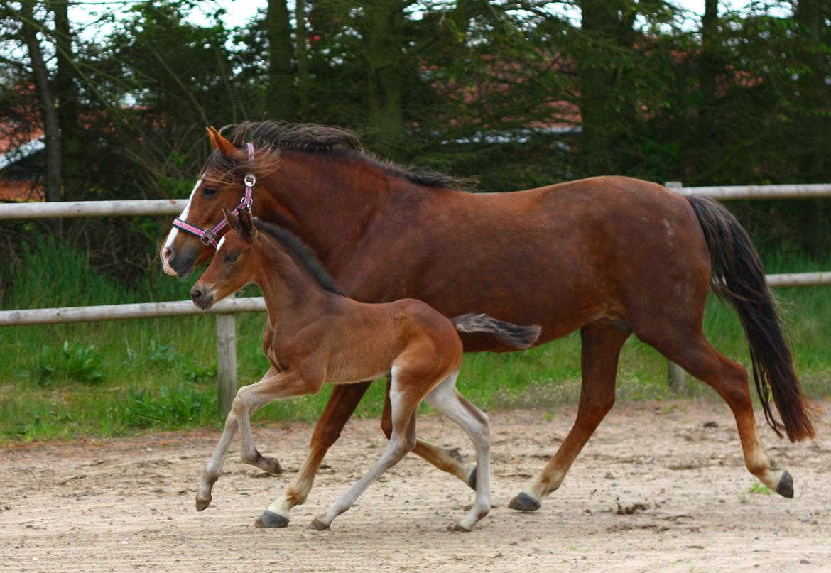 New Forest Calandias Avatar billede 4