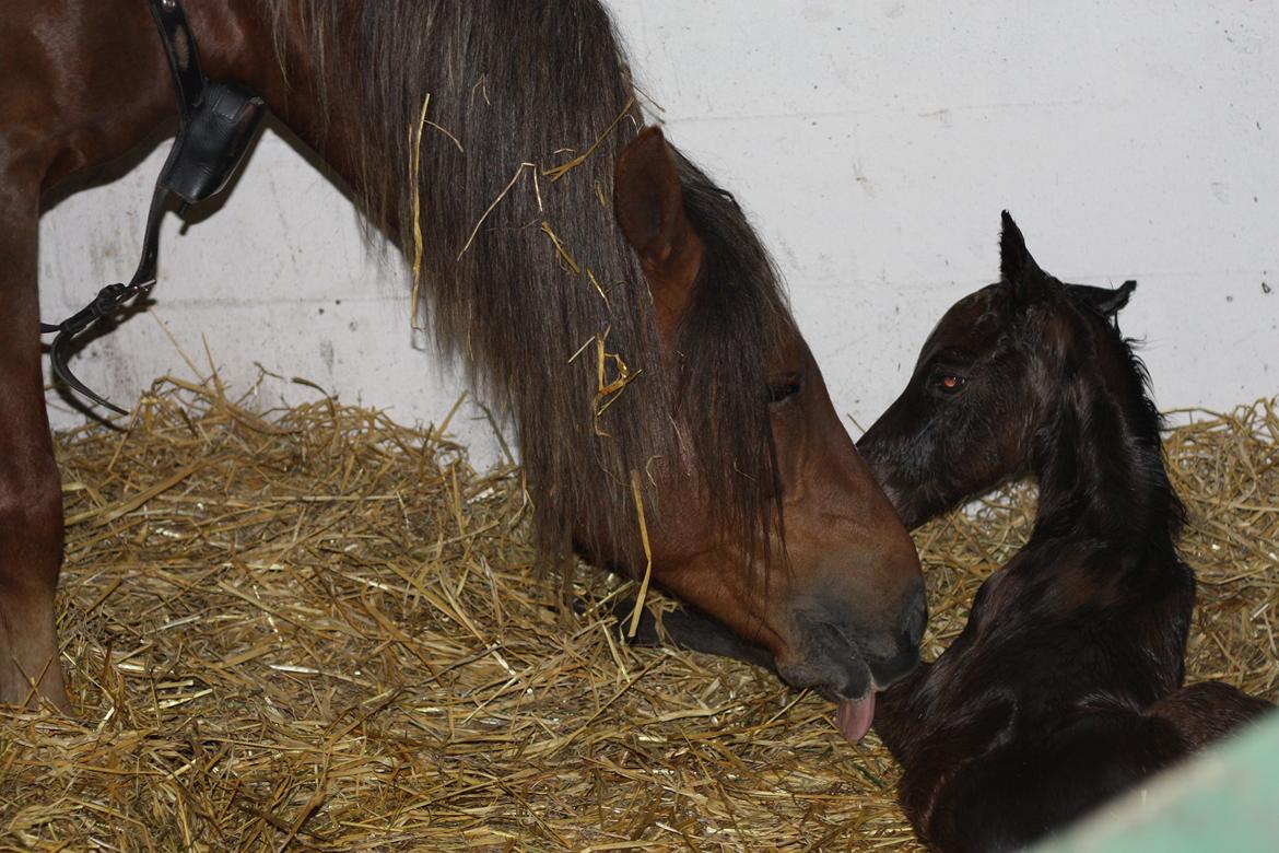 New Forest Calandias Avatar billede 5