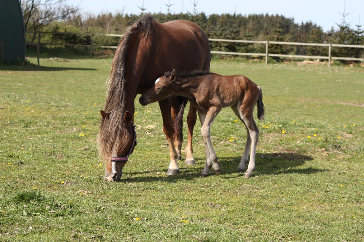 New Forest Calandias Avatar billede 17