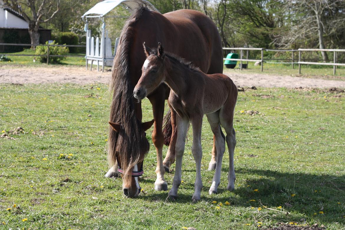 New Forest Calandias Avatar billede 19