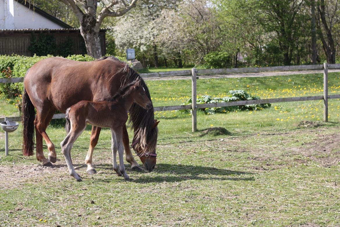 New Forest Calandias Avatar billede 13