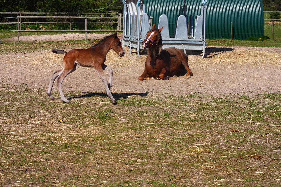 New Forest Calandias Avatar billede 14