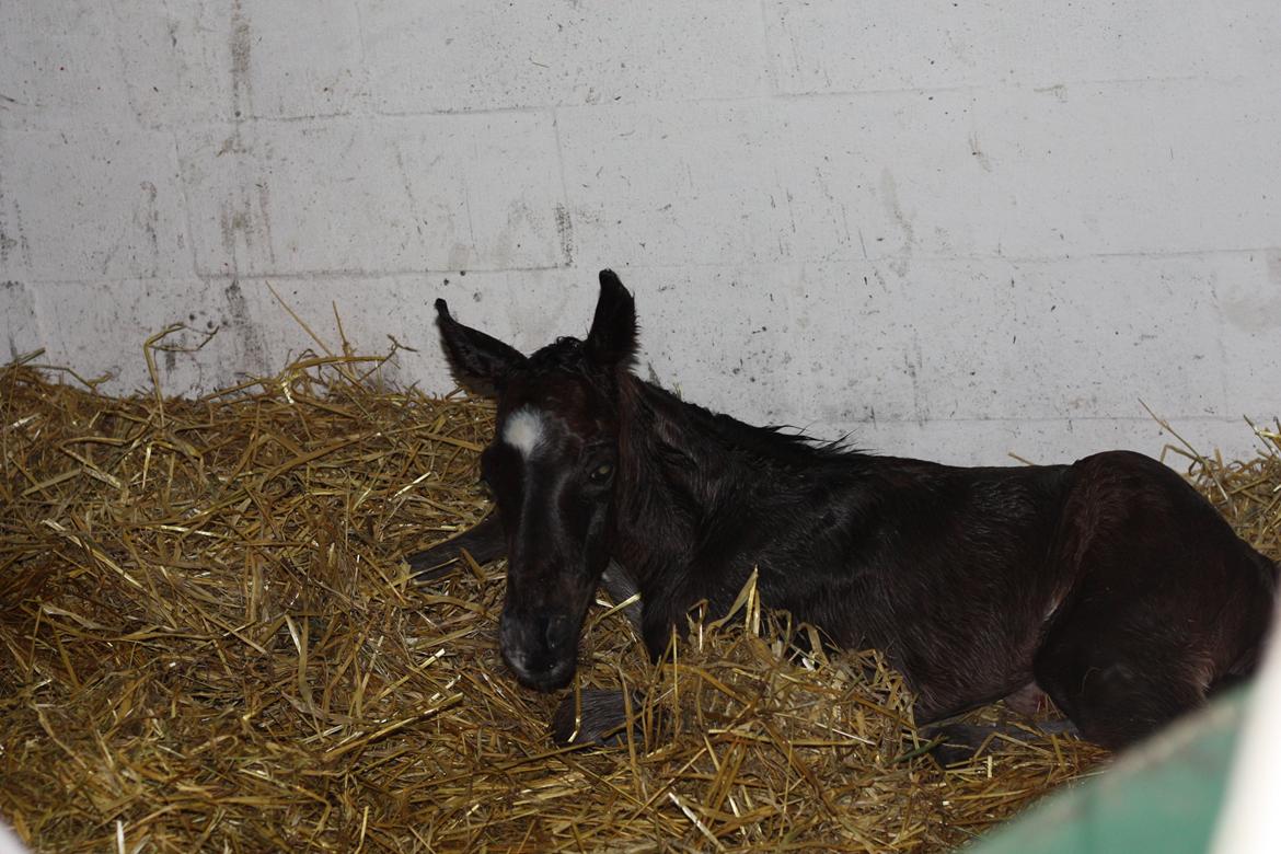 New Forest Calandias Avatar billede 6