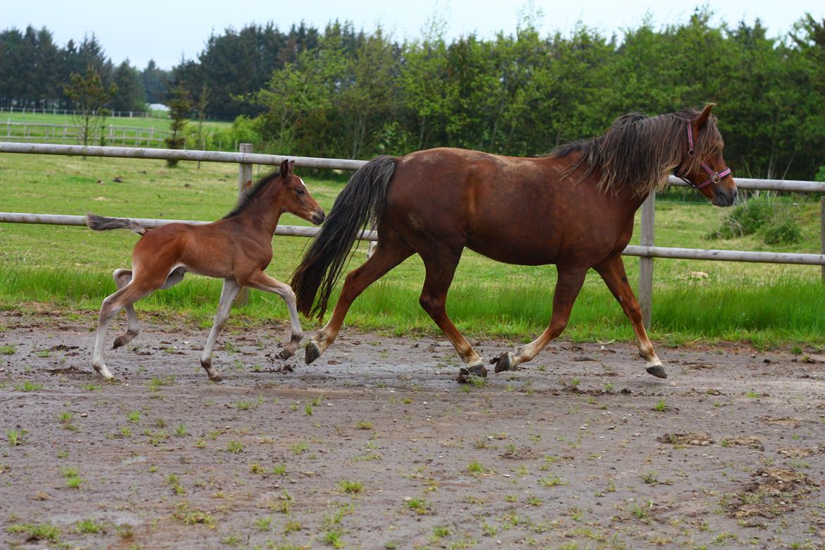 New Forest Calandias Avatar billede 21