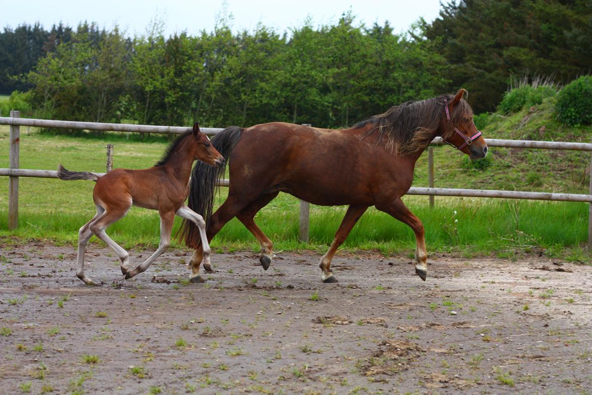 New Forest Calandias Avatar billede 16