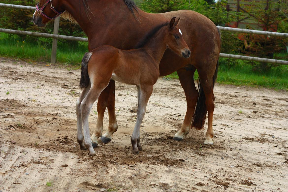 New Forest Calandias Avatar billede 9