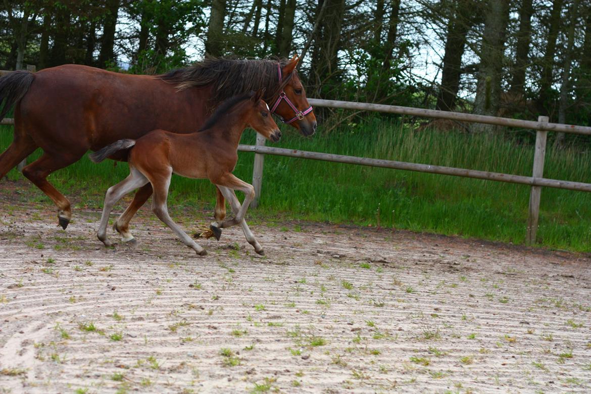 New Forest Calandias Avatar billede 20