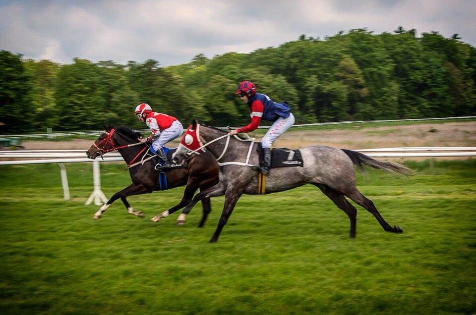 Fuldblod (XX) Mill's Finest billede 14