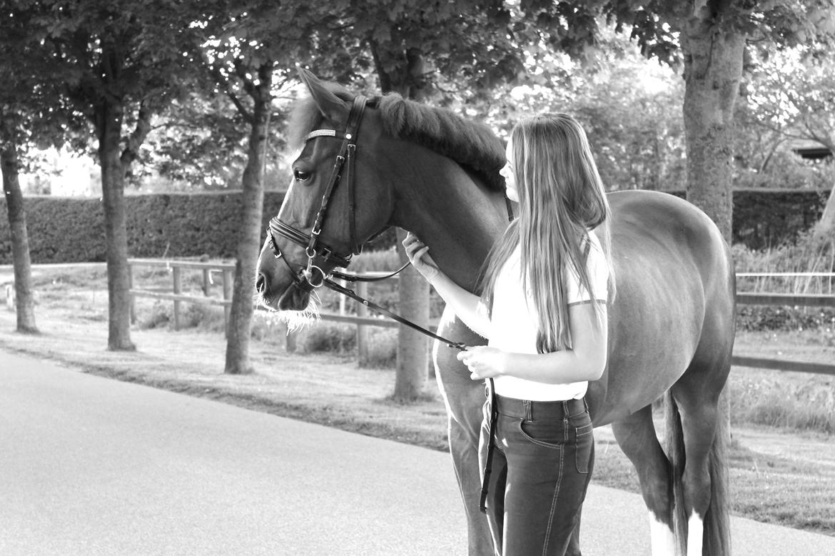 Hollandsk Sportspony Barrichello  billede 13