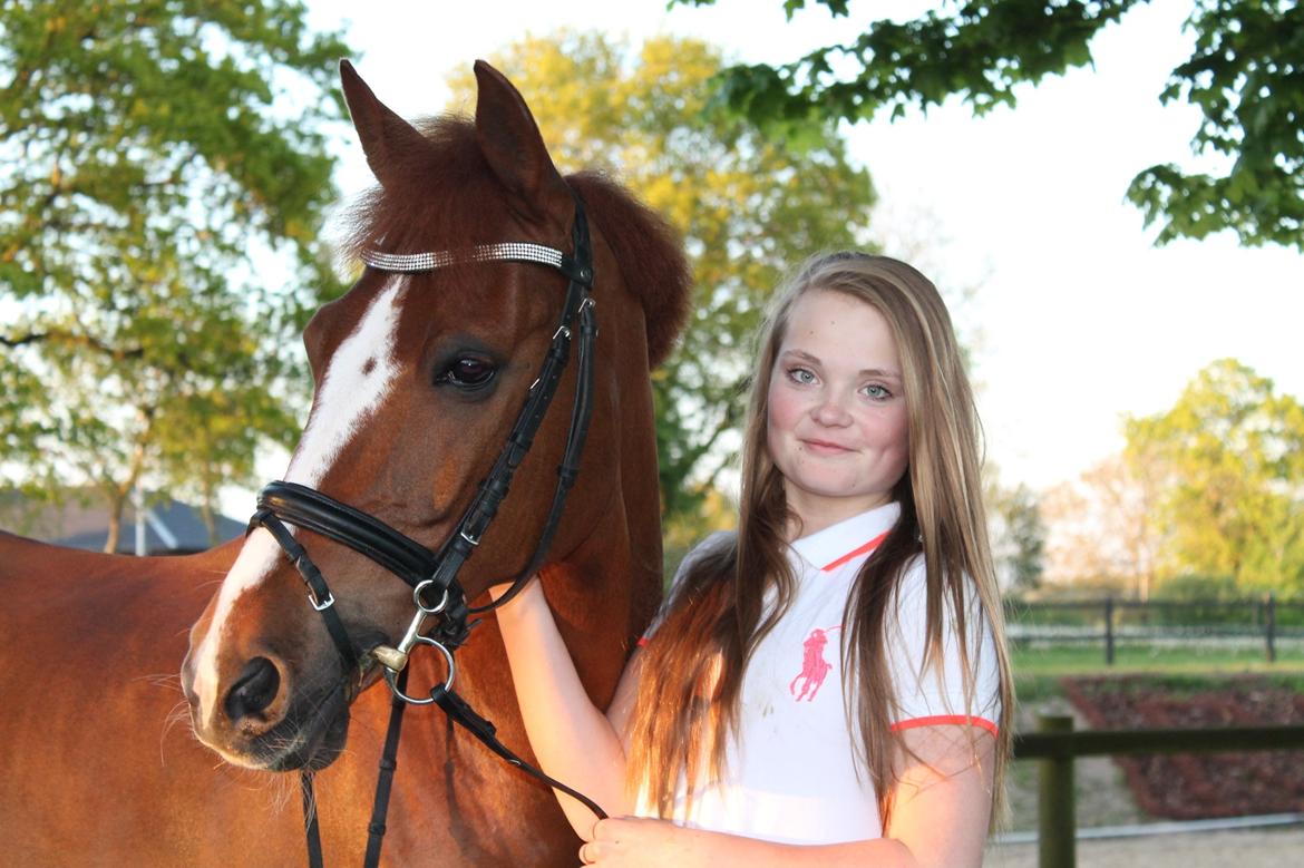 Hollandsk Sportspony Barrichello  - Foto: Amalie Christiansen billede 5