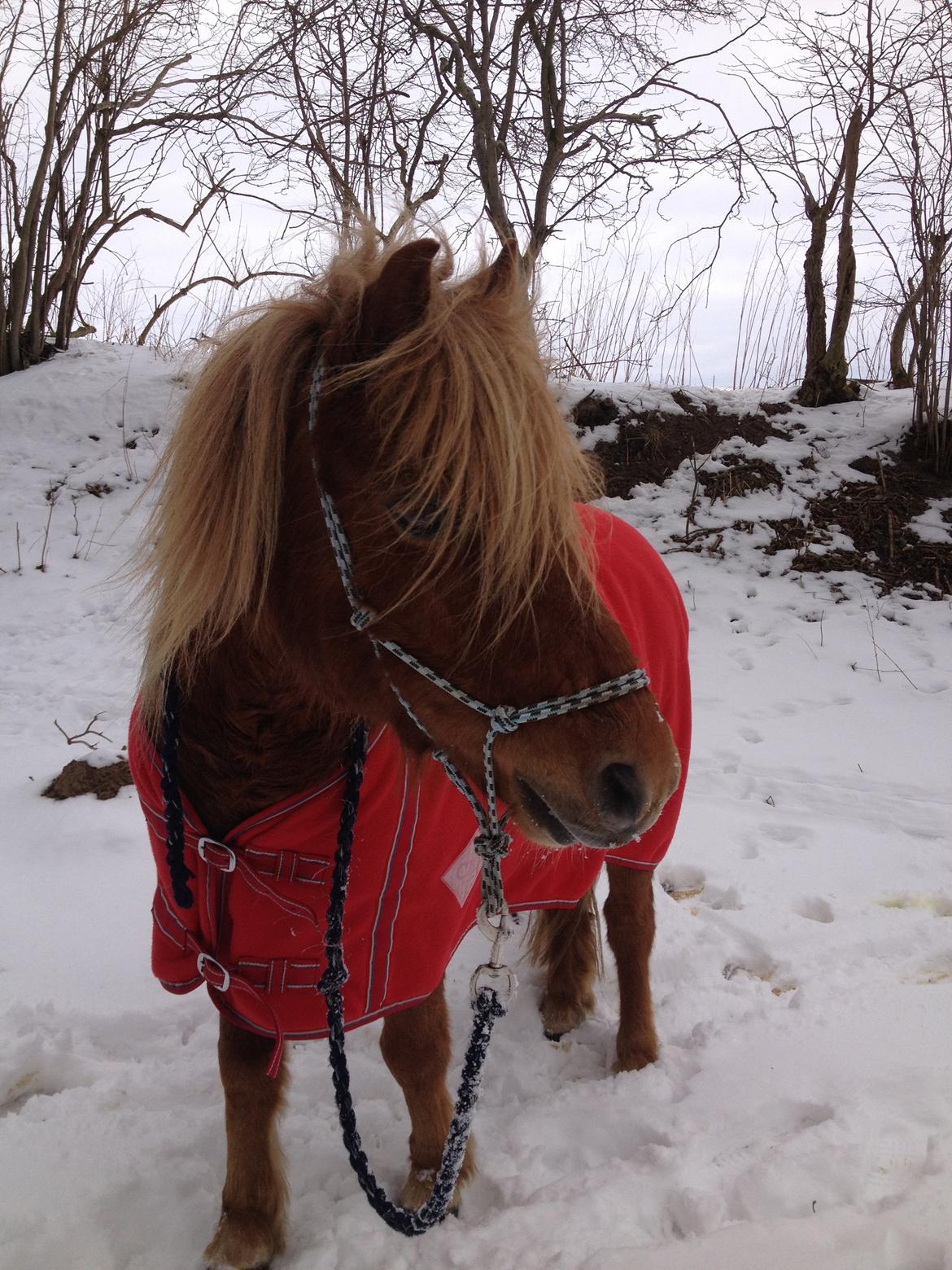 Shetlænder Shelby - Shelby efter løs springning  billede 8