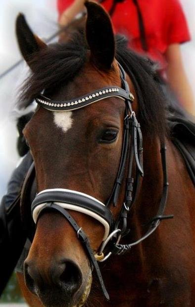 New Forest Stougårds Ofelia - Smukke pony!<3
 billede 3