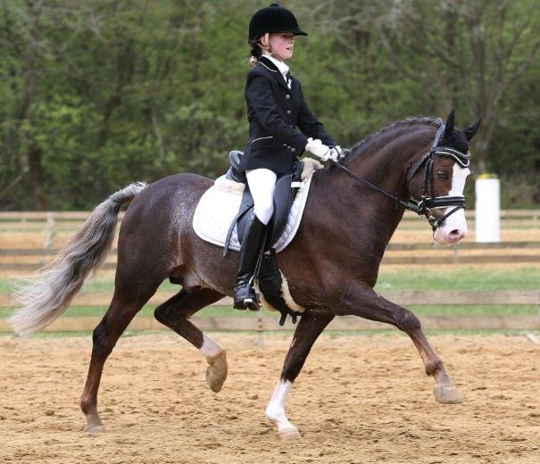 Welsh Pony (sec B) BARNHOEVE´S ARTHUR *A-PONY* billede 29