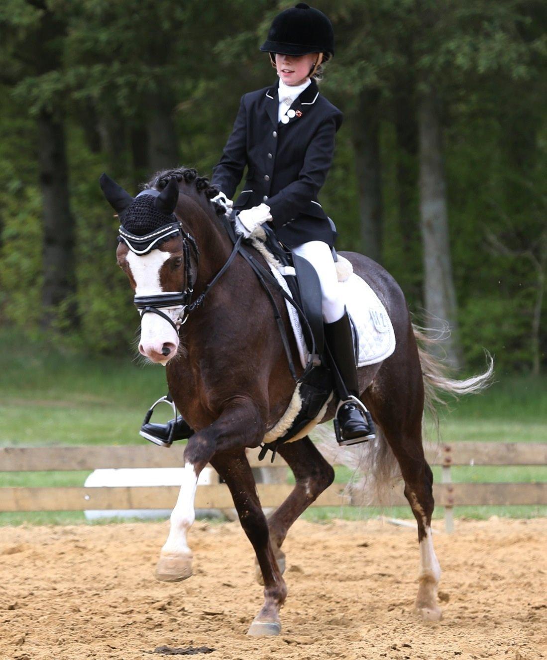 Welsh Pony (sec B) BARNHOEVE´S ARTHUR *A-PONY* billede 31