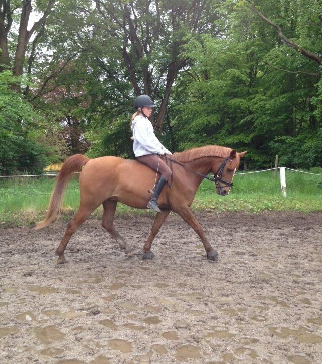 Tysk Sportspony Dakota 195 - <3 billede 9