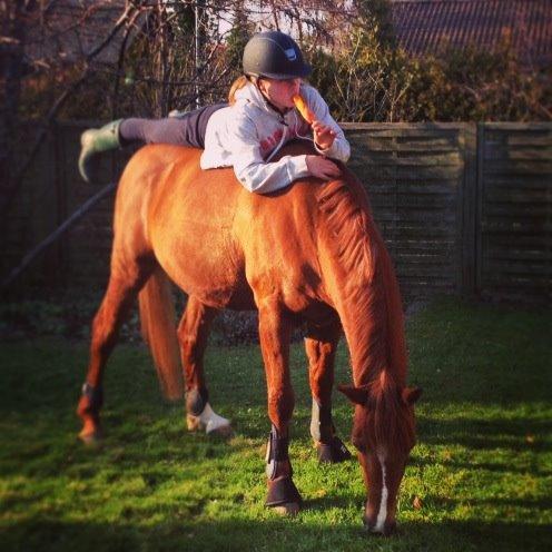 Tysk Sportspony Dakota 195 billede 11