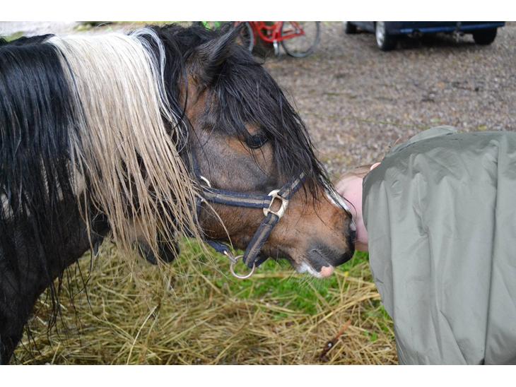 {{currentPhoto.altText}} billede {{currentPhoto.number}}