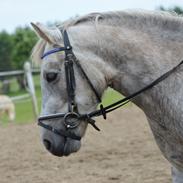 Anden særlig race Jarl <3 ( solgt )