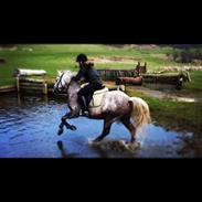 Anden særlig race Jarl <3 ( solgt )