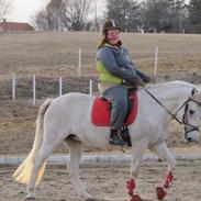 Anden særlig race Surprice