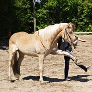 Haflinger Adobe