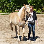 Haflinger Adobe