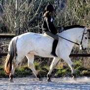 Anden særlig race Kiki.