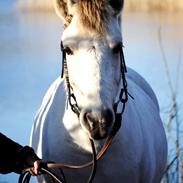 Anden særlig race Kiki.