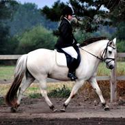 Anden særlig race Kiki.