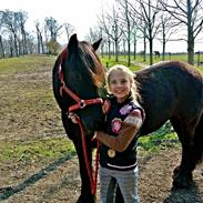 Fell pony Lunesdale Last Rose
