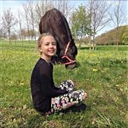 Fell pony Lunesdale Last Rose