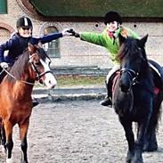 Fell pony Lunesdale Last Rose