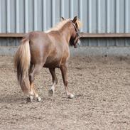Miniature Red Clouds Curios Curtis